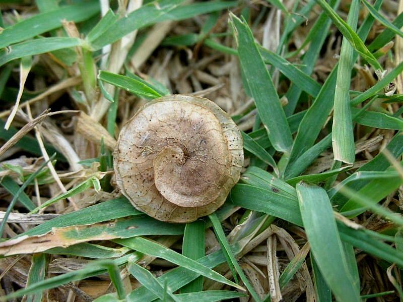Medicago orbicularis / Erba medica orbicolare